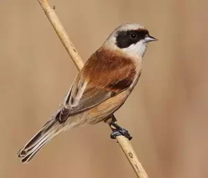 Man (Foto: http://planetbirds.blogspot.com/2013/02/eurasian-penduline-tit.html)