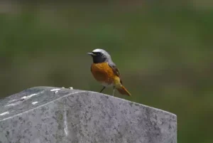 Man