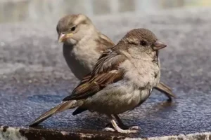 huismus-vrouwtje (webp)