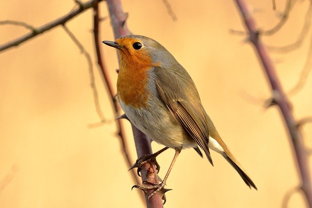 Roodborst