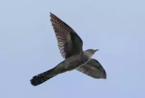 mannetje in vlucht