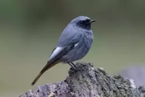 man