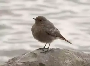 vrouw