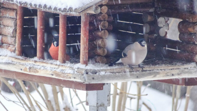 vogels kijken in Oostenrijk