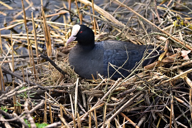 voortplanting vogels