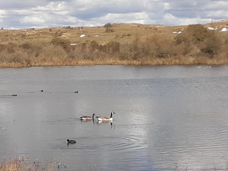 grote canadese gans bij starrevlak