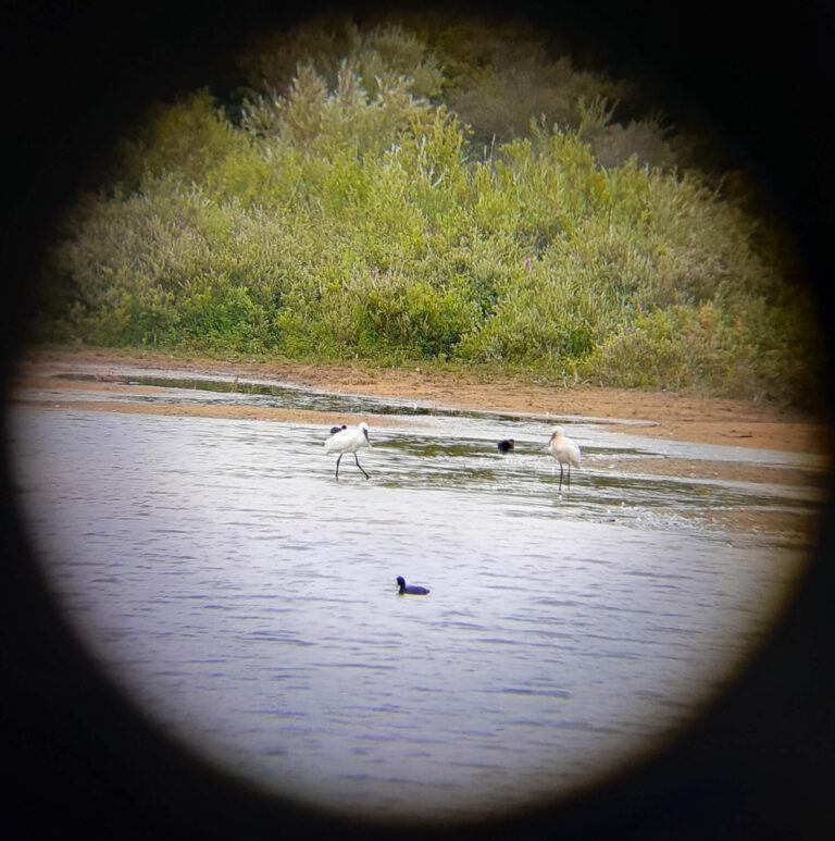 digiscoping verrekijker