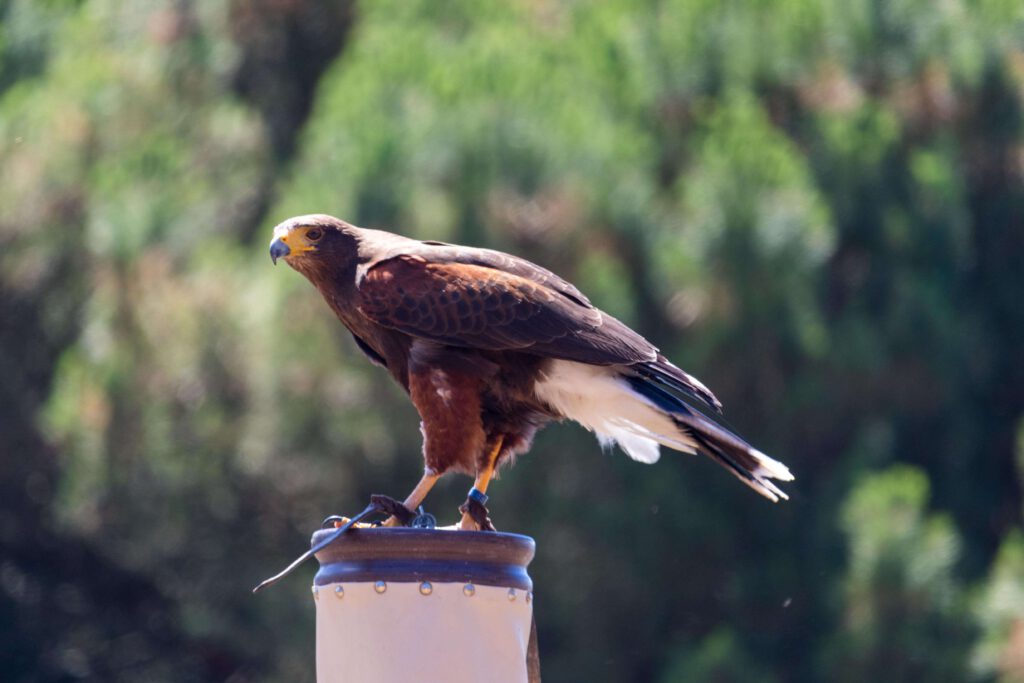 Roofvogelshow