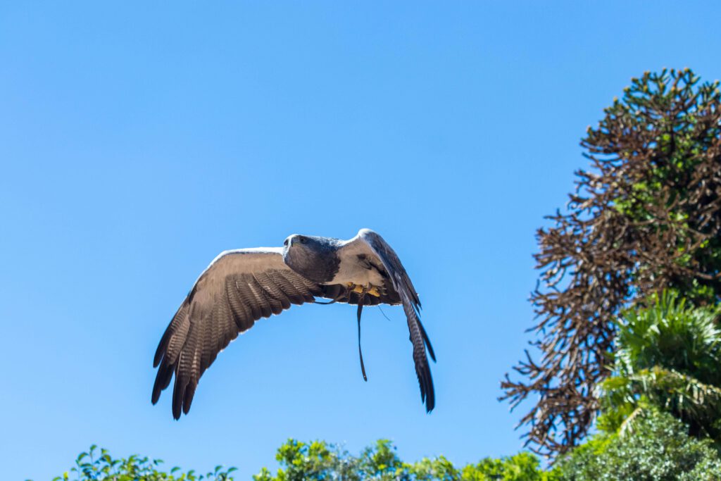 Roofvogelshow