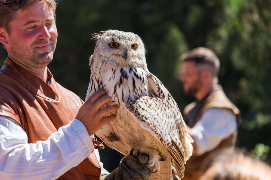Roofvogelshow