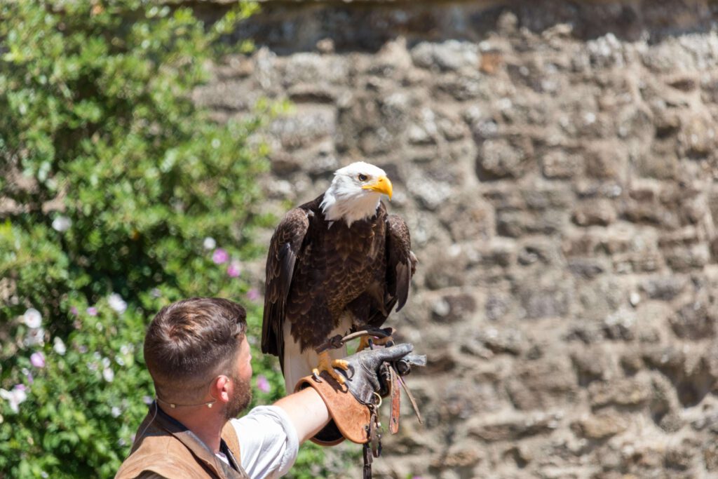 Roofvogelshow