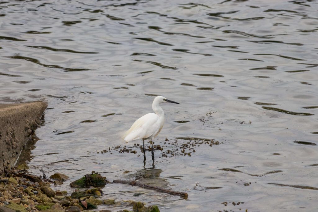 kleine zilverreiger