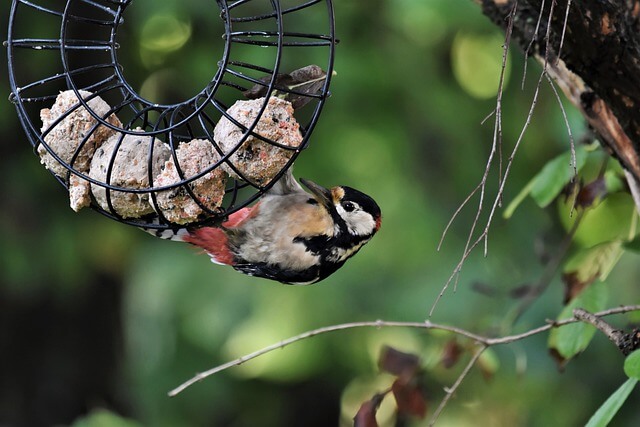 wat eet een vogel?