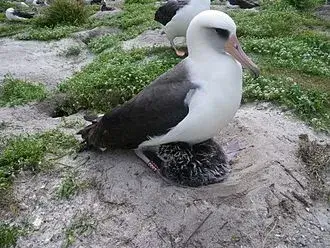 oudste vogel ter wereld