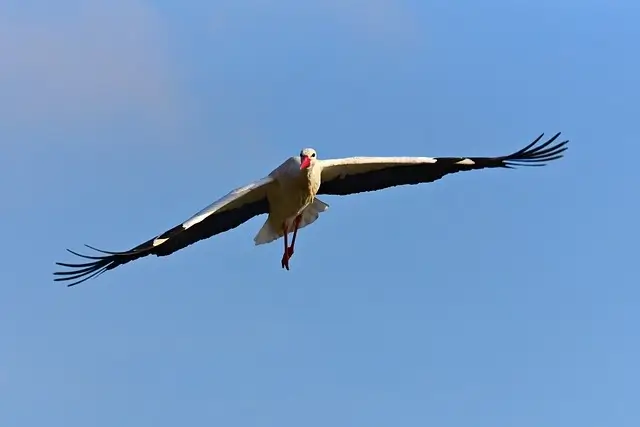 spanwijdte vogelvleugels