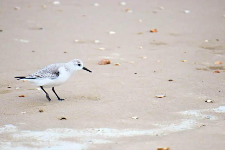 Vogels spotten bij Camperduin