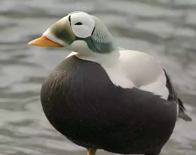 brileider op Texel